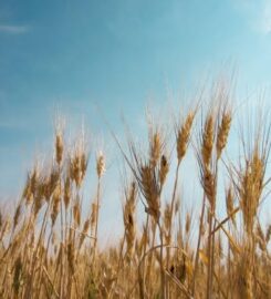 ARM RIVER AGRO 306-581-9217 Lumsden SK