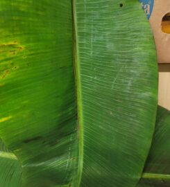 CHI-BUKING INTERNATIONAL MARKET 403-986-5111 Red Deer AB