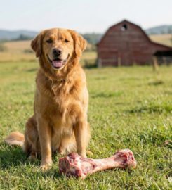 HUTTERITE FARM EXCHANGE 587-848-3228 Calgary & Throughout Alberta