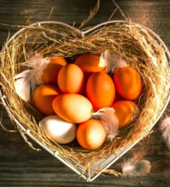 HUTTERITE FARM EXCHANGE 587-848-3228 Calgary & Throughout Alberta